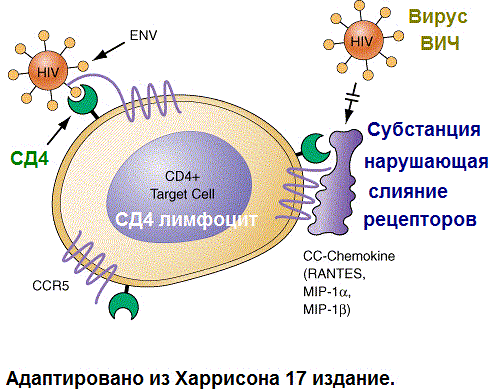 Сд 4 клетки при вич. Сд 4 клетки при вич. Сд 4 клетки при вич. Сд клетки при вич норма. Сд 4 клетки при вич.